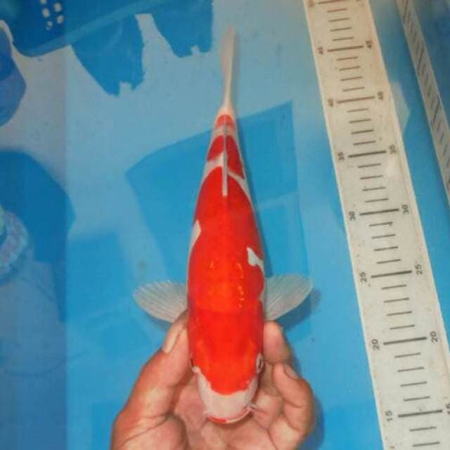 KOHAKU