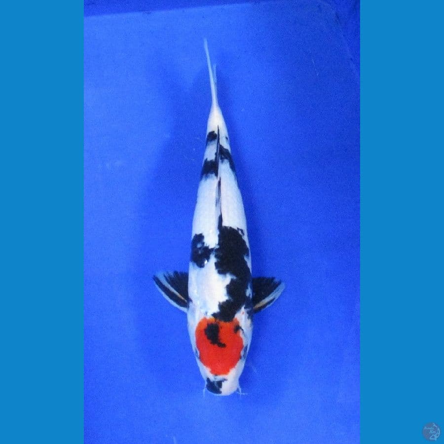 tancho ±36cm