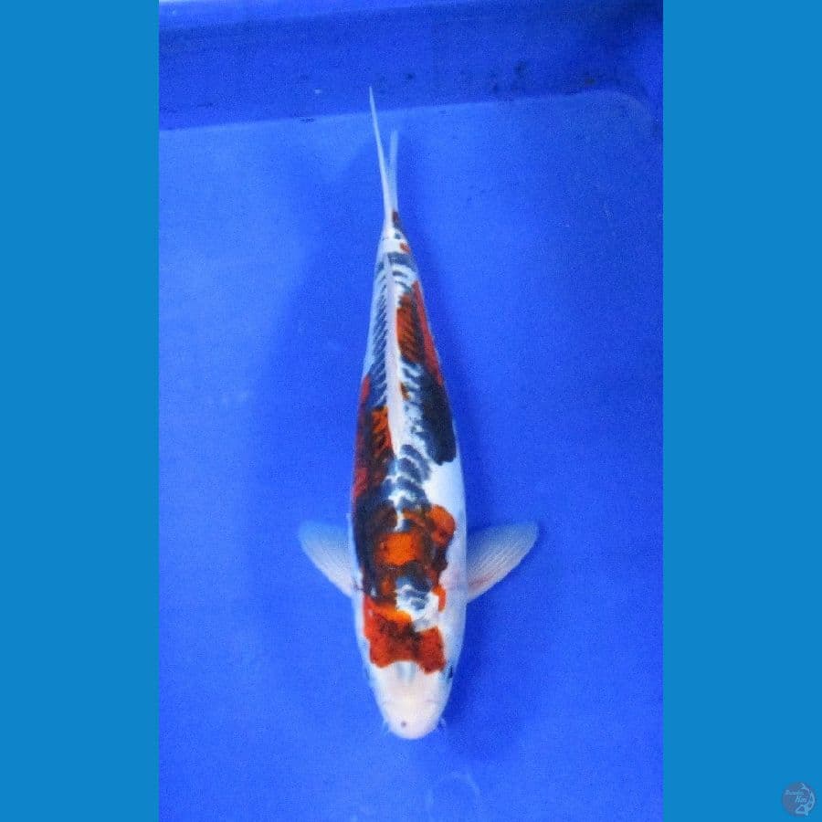 kawarigoi ±37cm