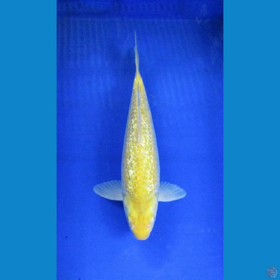 karashi ginrin ±36cm red eye's