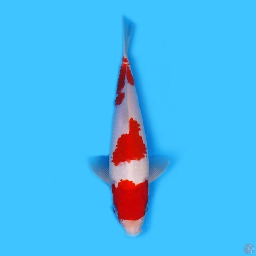 kohaku 24cm ori strong