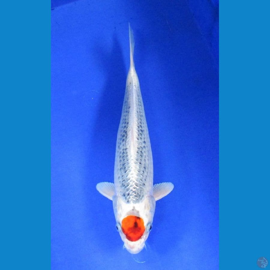 tancho ±32cm