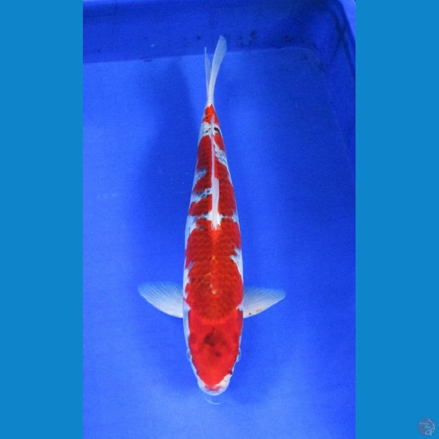 goshiki ±39cm