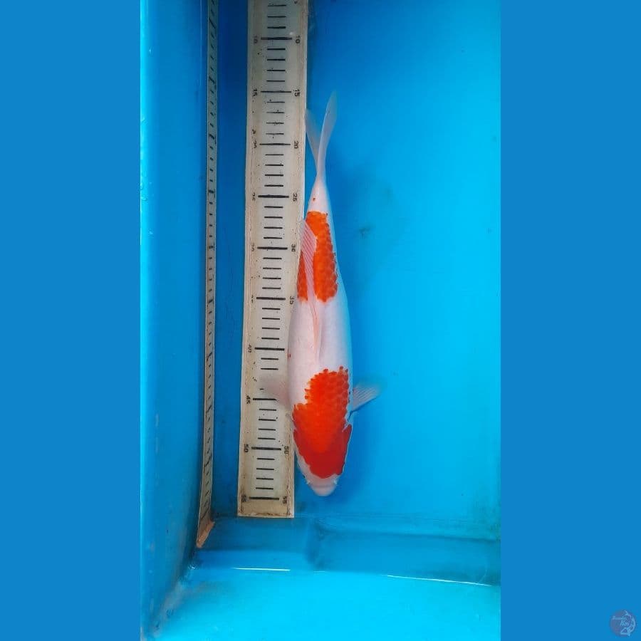 kohaku