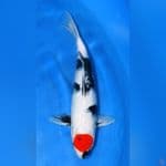 tancho showa good quality 35cm