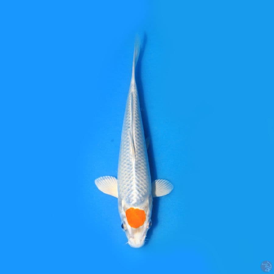 tancho hariwake 20cm