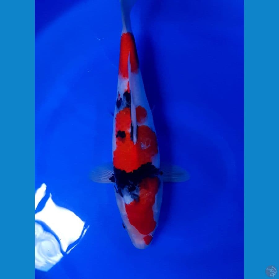 showa 36cm original joosss