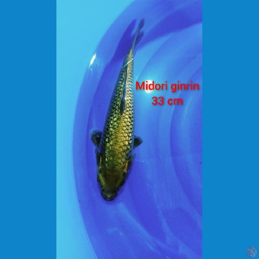 Midori ginrin