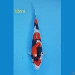 showa sq 32cm