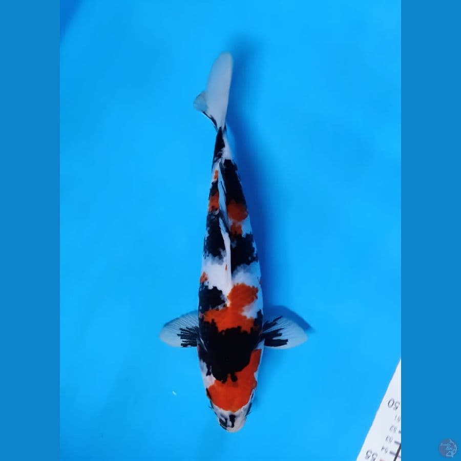 Showa 35 cm FEMALE