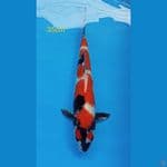 showa 35cm