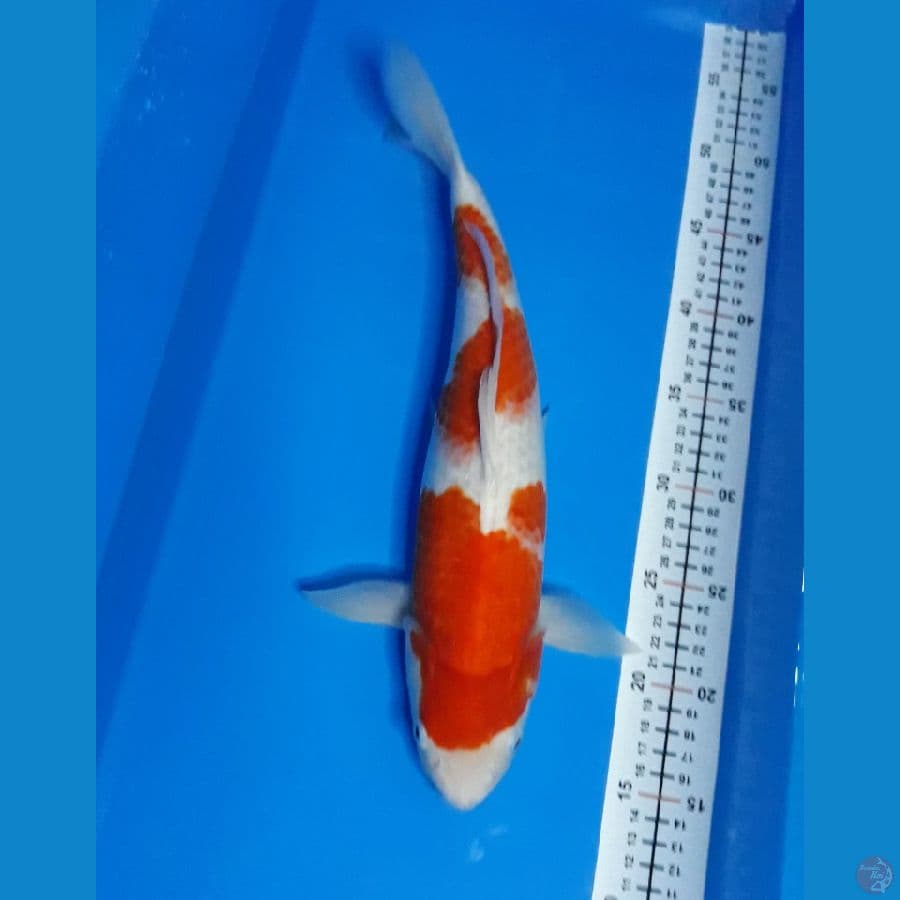 kohaku f 38