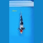 Tancho showa 30cm