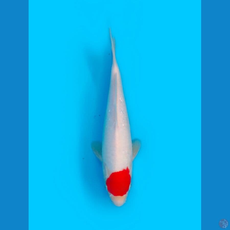 HQ Original Tancho Kohaku Male 25cm