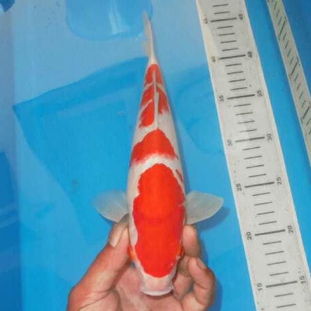 KOHAKU BAGUS