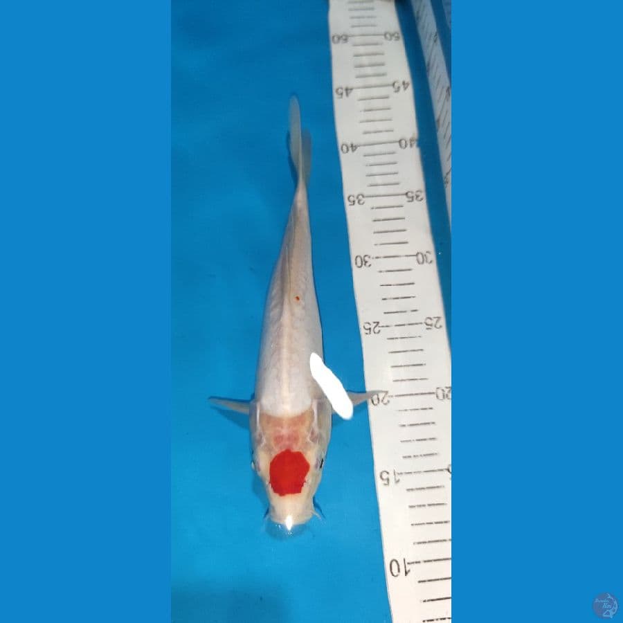 Tc Kohaku