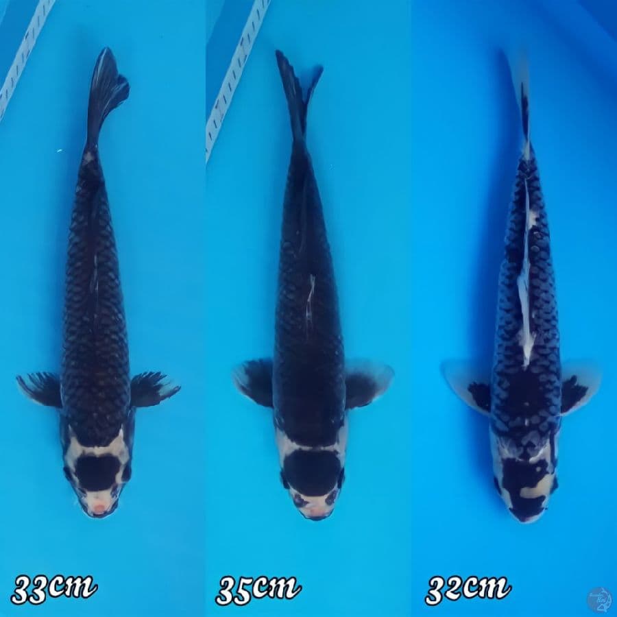 kawarimono 32-35,cm
