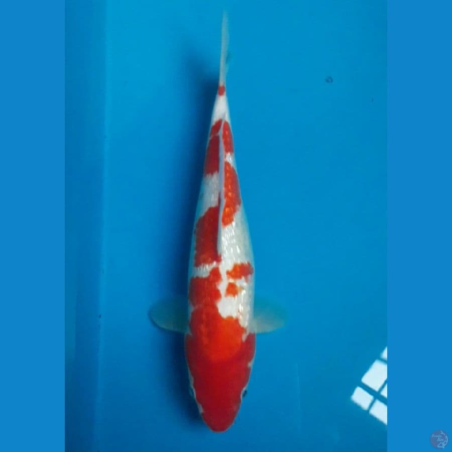Kohaku Ginrin 32 cm