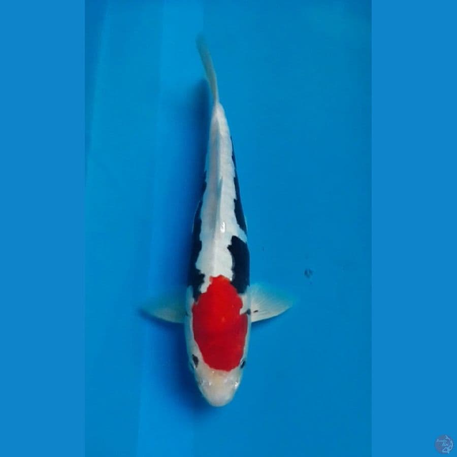 BeniKumon 30 cm