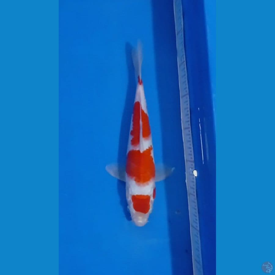 matuten kohaku 28 cm 