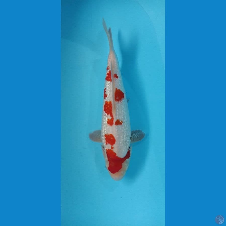 ginrin kohaku