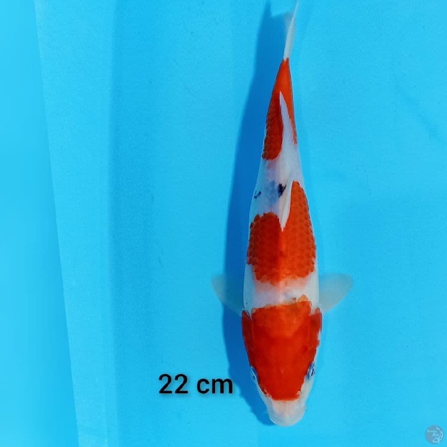 shanke  22 cm
