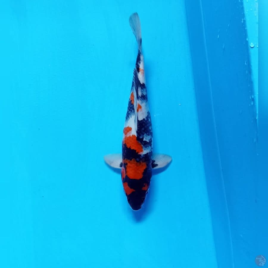 showa 34 cm