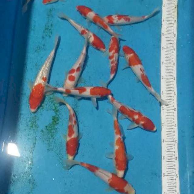 PAKET 20EKOR KOHAKU GREAD A