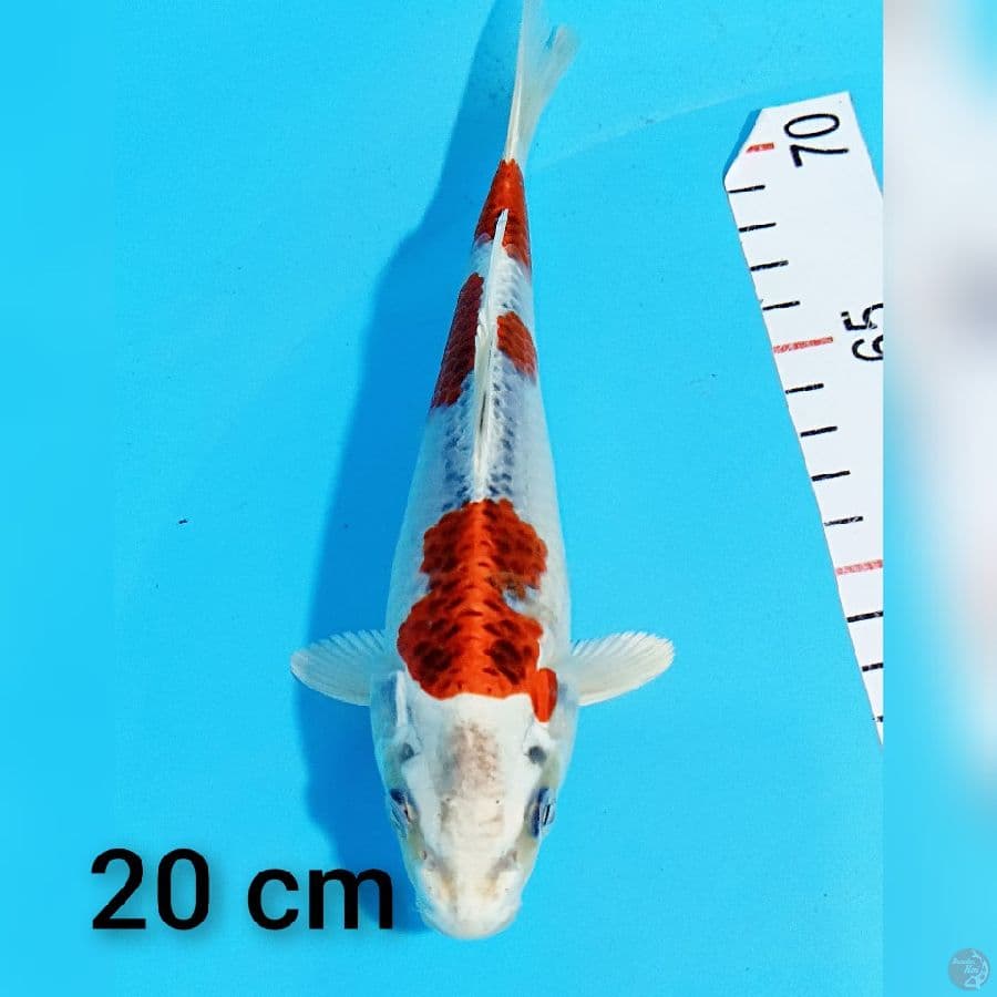 kujaku 20.cm