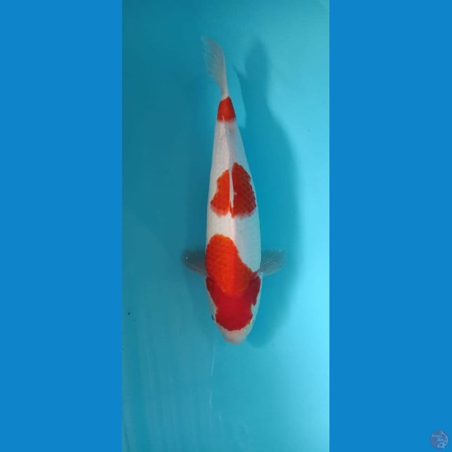 sandan kohaku