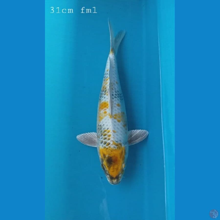 Kin ki showa 31cm /fml