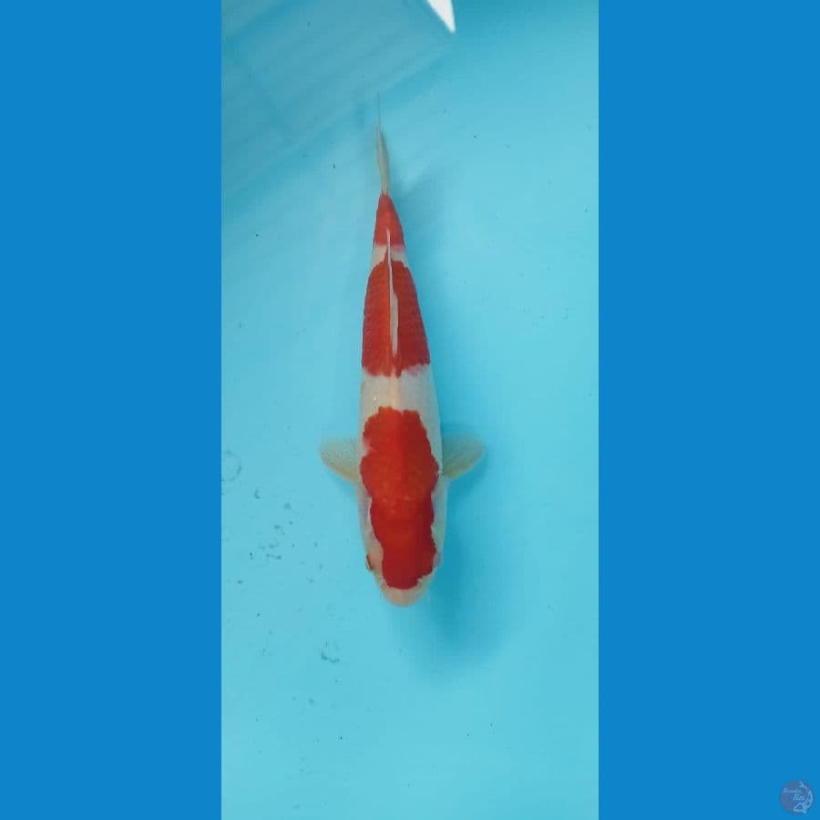 sandan kohaku