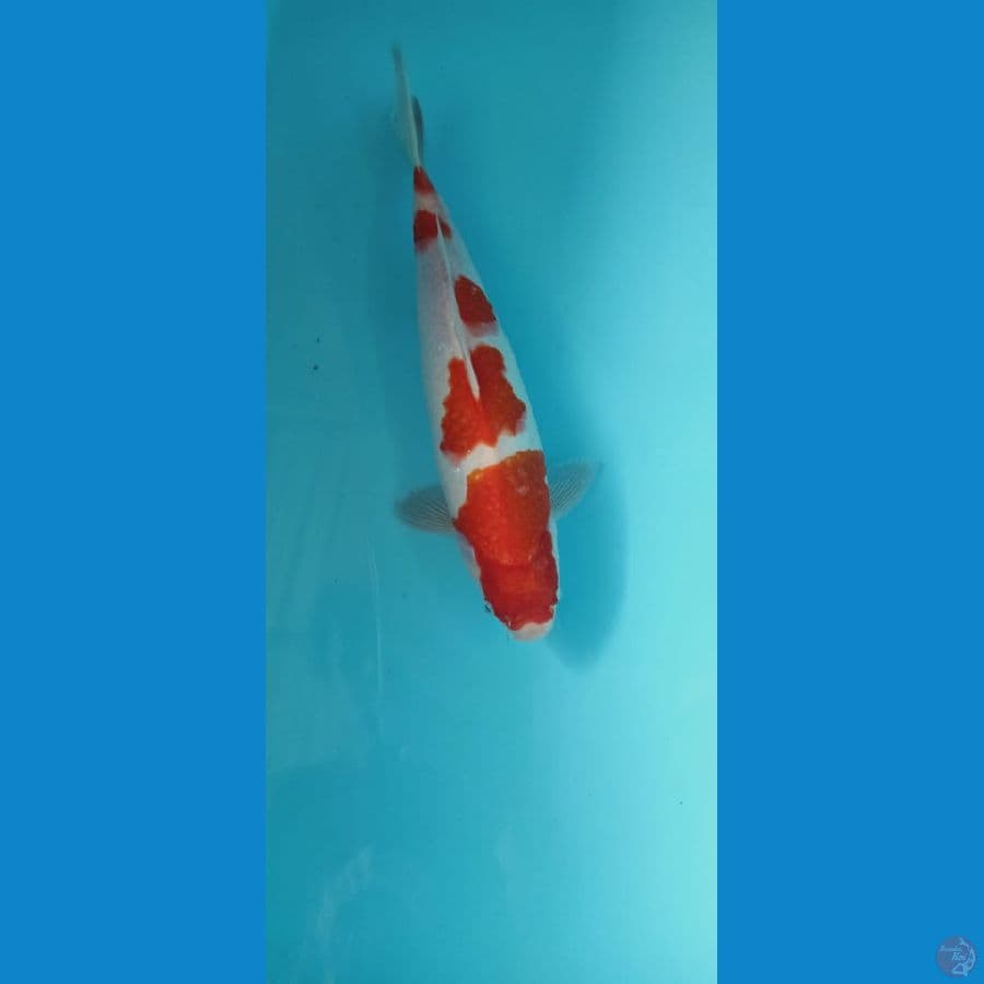 kohaku