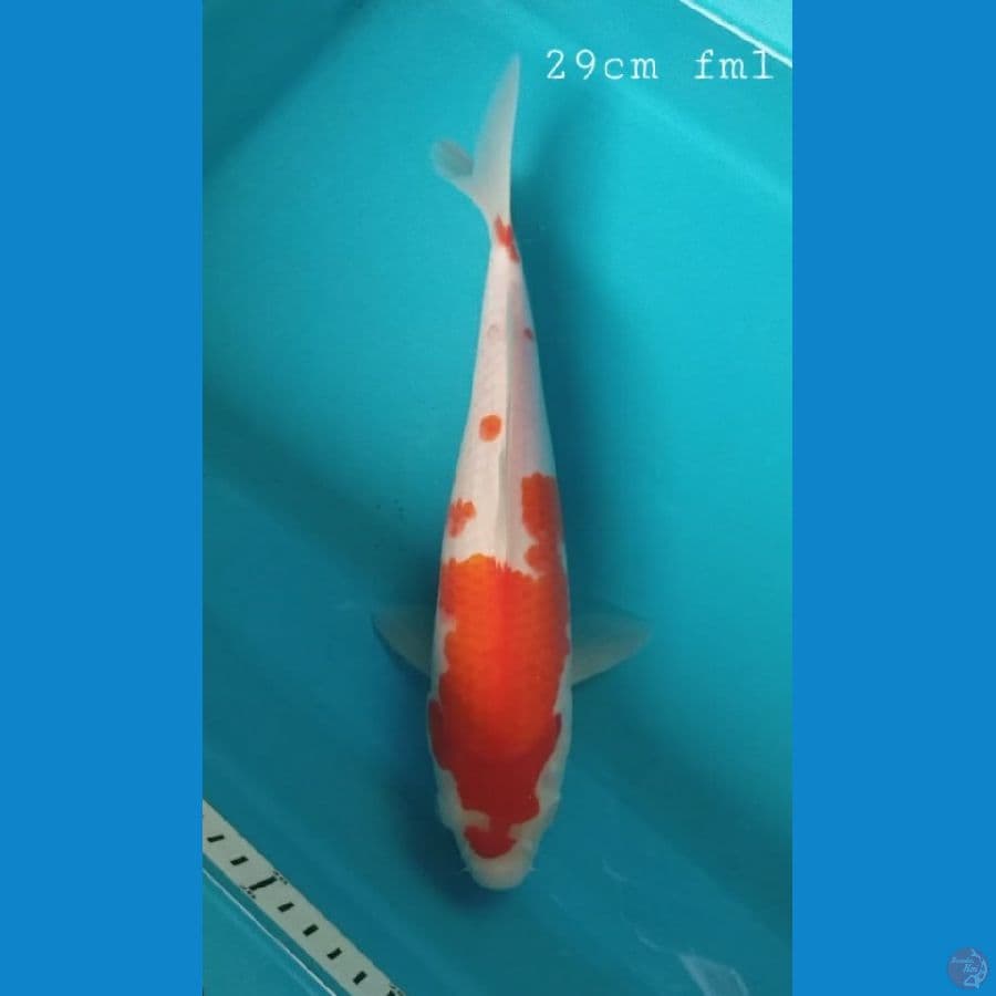 Kohaku 29cm/fml
