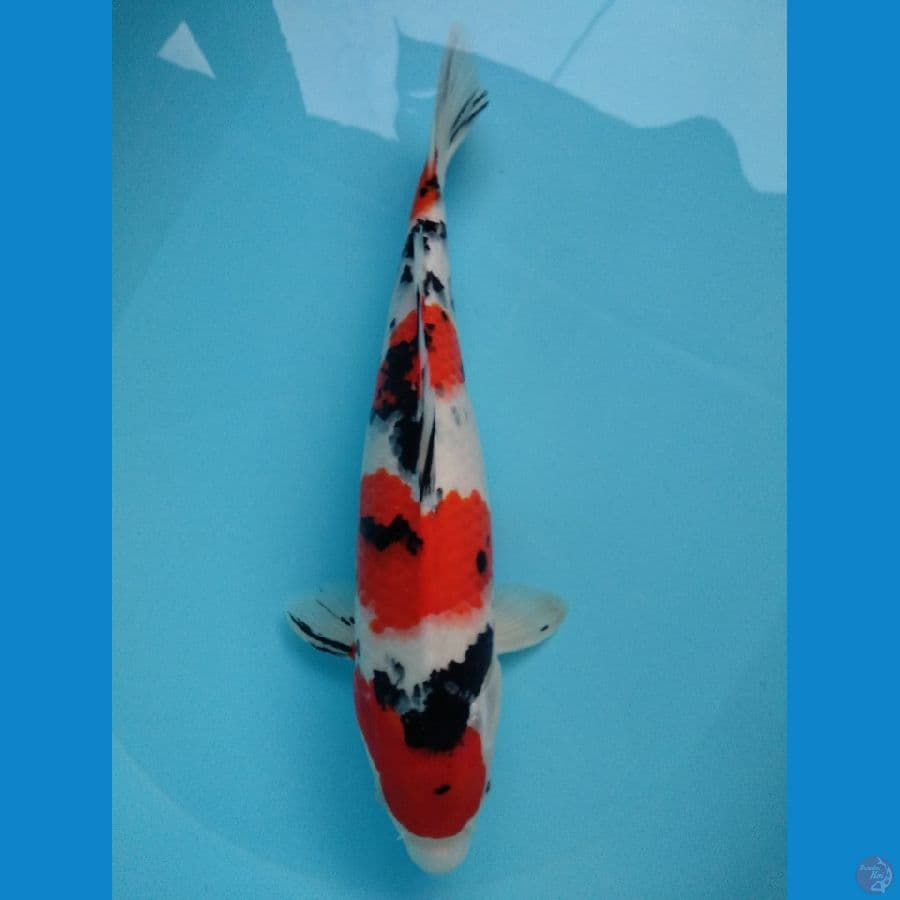 Yondan Sanke 38 F