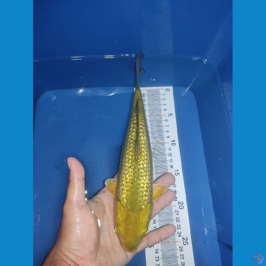 Midori Ginrin