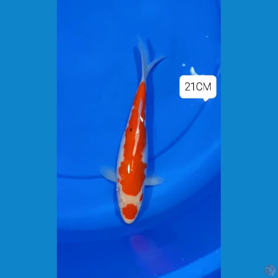 Maruten Kohaku 21CM