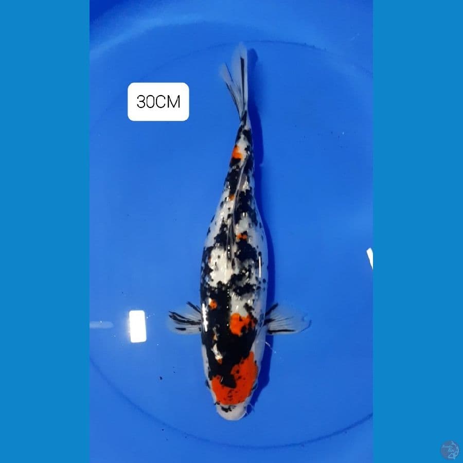 Maruten Ginrin 30CM