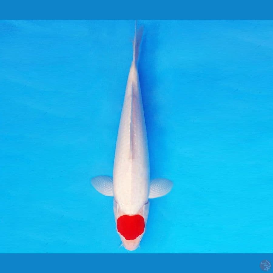 RED BARON 5 ~ ORIGINAL TANCHO 28 cm/male ™