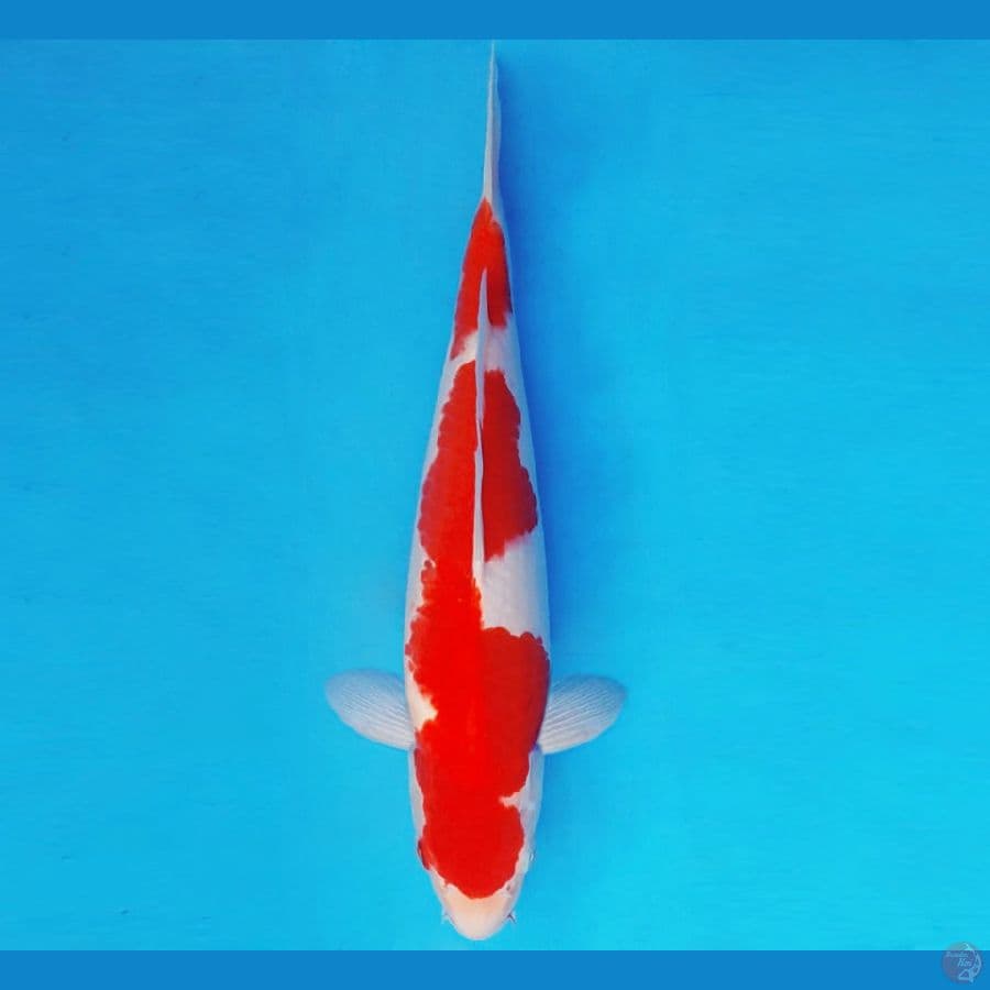 RED BARON 8 ~ KOHAKU 31 cm/male ™