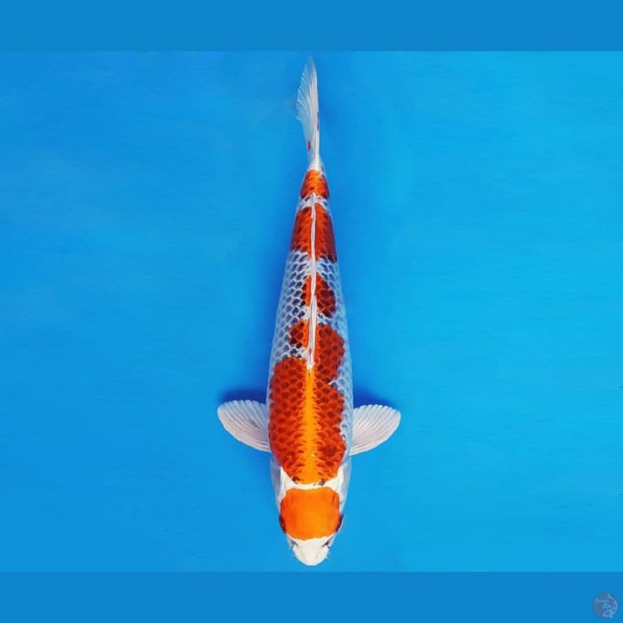 RED BARON 9 ~ MARUTEN KUJAKU 30 cm/fm ™