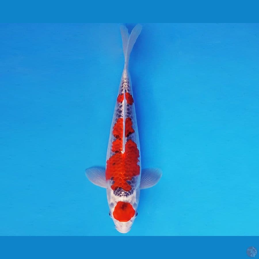 RED BARON 11 ~ MARUTEN GOSHIKI 35 cm/fm ™