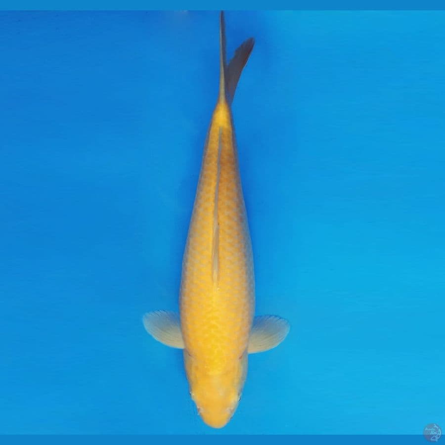 RED BARON 12 ~ KARASHI 39 cm/fm ™