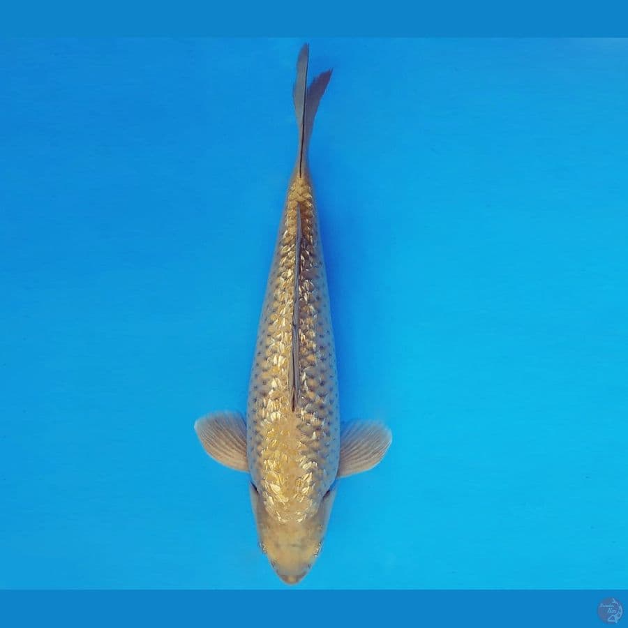 RED BARON 13 ~ MIDORI GIN RIN 35 cm/male ™