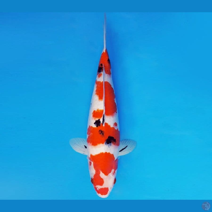 RED BARON 17 ~ SANKE 36 cm/fm ™