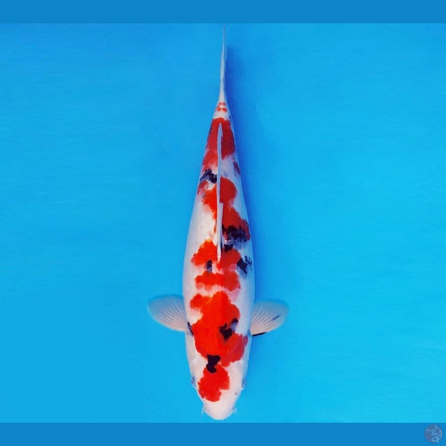 RED BARON 20 ~ SANKE 35 cm/fm ™