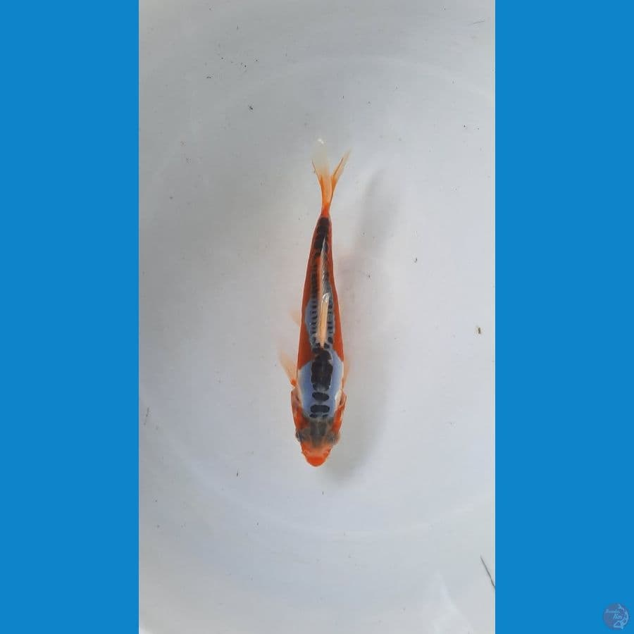 baby shusui