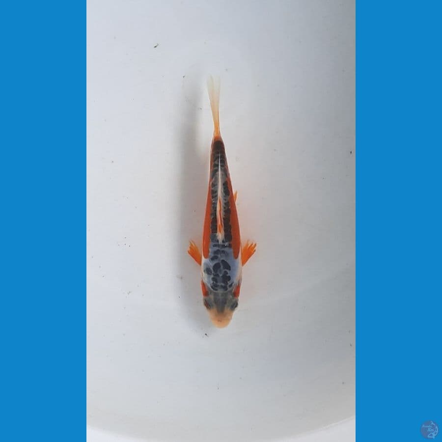 baby shusui