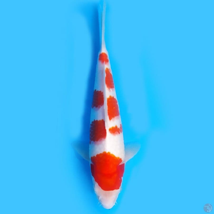 Kohaku 27cm ORI