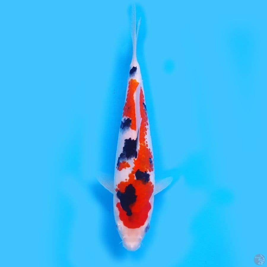 Sanke tsubosumi 21cm 